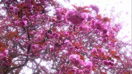 8 - Carta de despedida a Dios