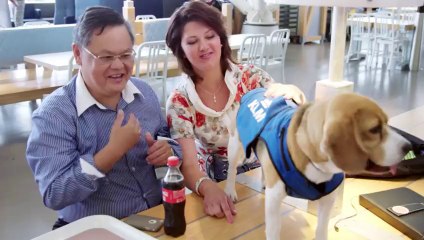 This Adorable Beagle Is The Best Deliverer Of Lost And Found