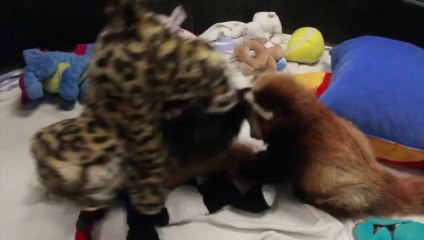 Watch These Baby Red Panda Twin Play Together Will Light Up Your Day