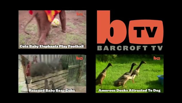 Cute Piglet Is Best Friends With Pit Bull Terrier Rescue Dog