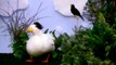 DuckTales Theme Song With Real Ducks