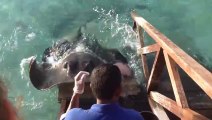 This Guy Is Feeding Some Fish But Then A Stingray Suddenly Jumps Onto The Ramp