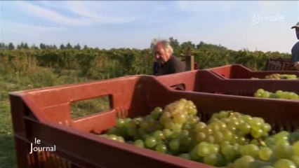 Les vignes en biodynamie de Jean-Marc Tard (Vendée)