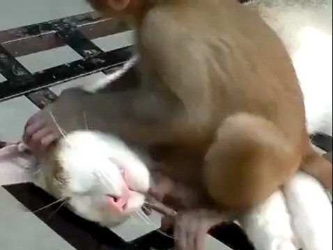 Kediyi Annesi Zanneden Maymun