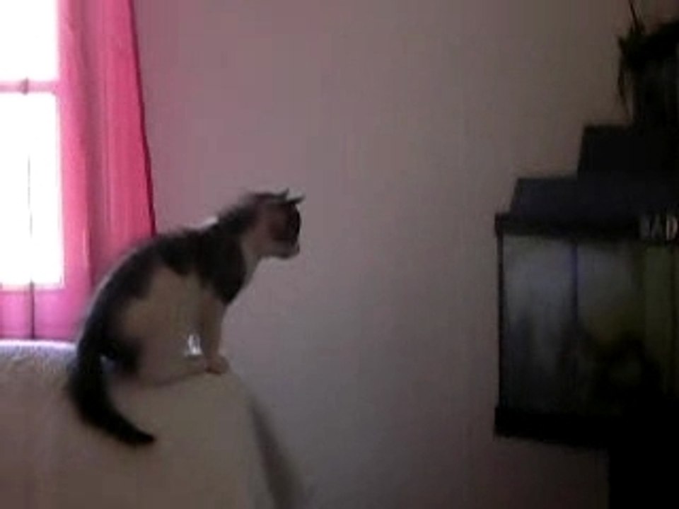 manou aquarium