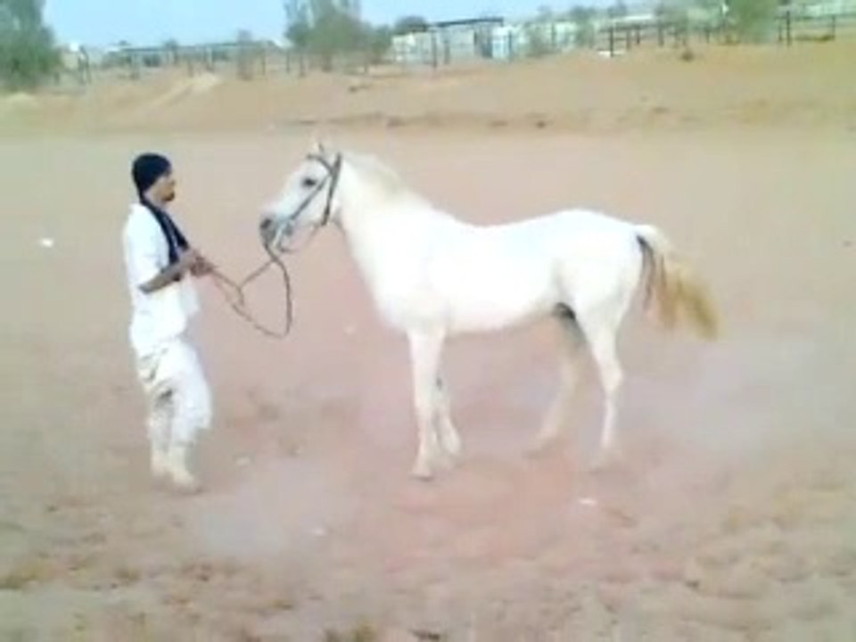 Riding horses(arabian riding)laying down