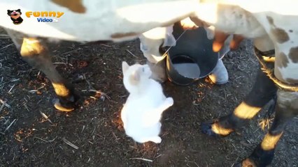 Funny Video 2014 - Cats Enjoy Fresh Milk - HD - 720p