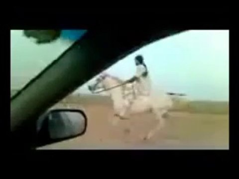 Riding horses(arabian riding)gallop videos