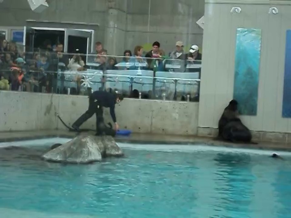 Seals and Sea Lions at the New England Aquarium