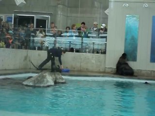 Seals and Sea Lions at the New England Aquarium