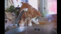 Funny Videos 2014 - Funny Cats Video - Funny Cat Videos Ever - Funny Animals Funny Fails 2014(1)