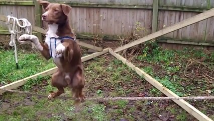Bu köpek tam bir denge ustası