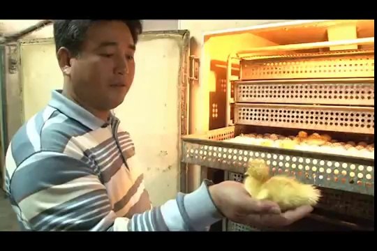 Duck farming rice - traditional wisdom for sustainable agriculture