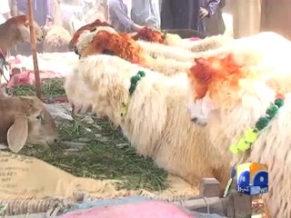 DIK Cattle Market-27 Sep 2014