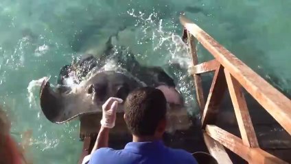 Stingray Shockingly Jumps Onto Ramp For Food