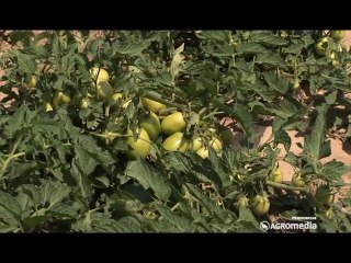 80 tona paradajza po hektaru_ 367_27.09.2014.