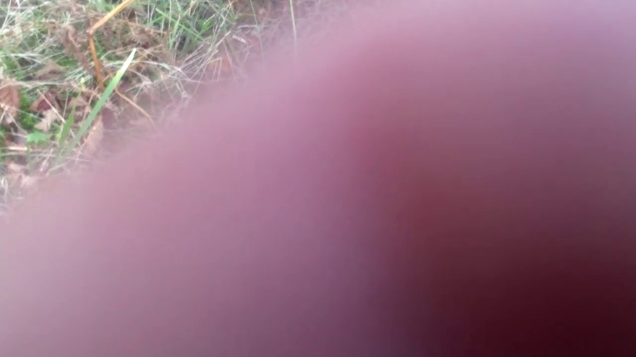 HDV_0893