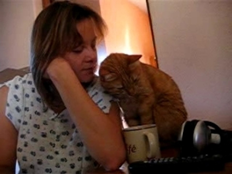 Chat douceur