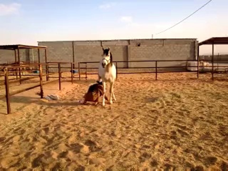 Riding horses(arabian riding)first time after 6 months rest