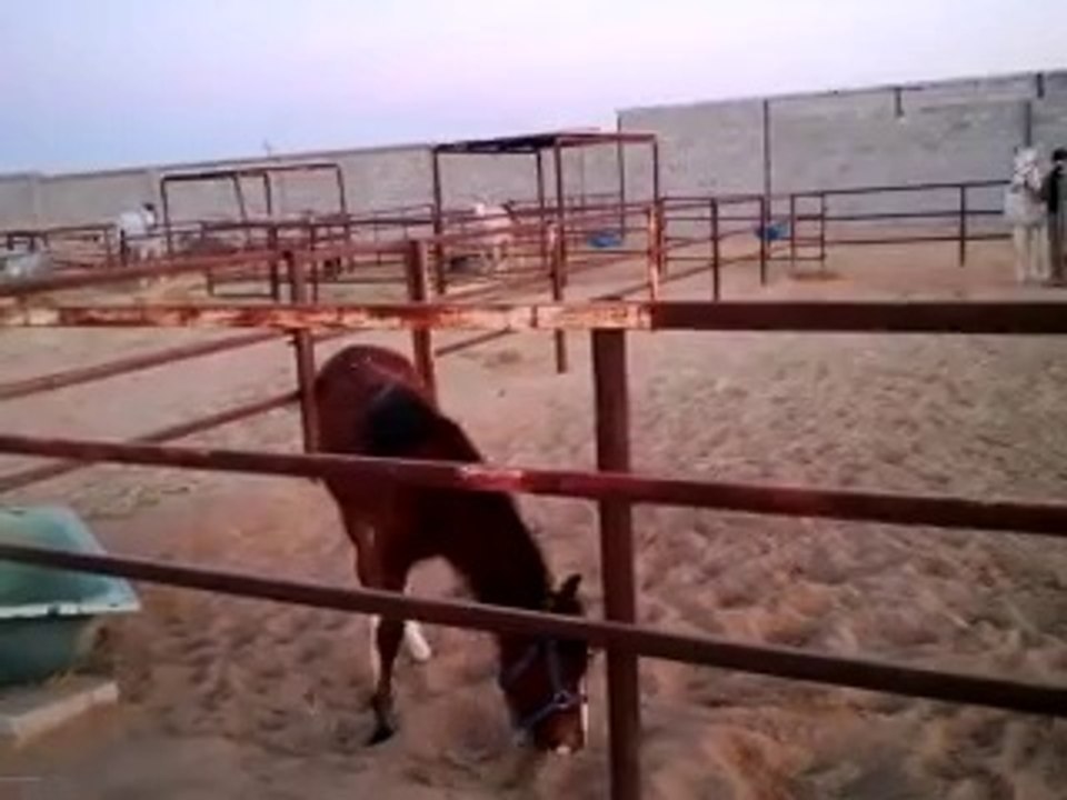 Riding horses (arabian riding)stallion and foal