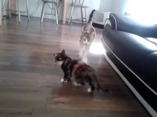 Portée Suna/Drago - 04 Août 2014 - En mode jeu