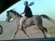 Riding horses(arabian riding)canter