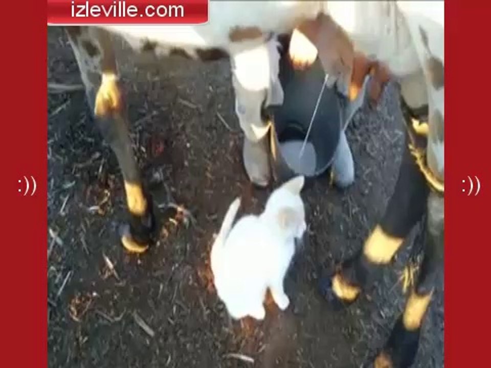 Taze Sütü Seven Kedi :))