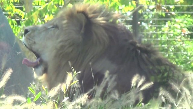 Balade au Zoo de Paris (Ex Zoo de Vincennes)