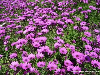 रंग भरे मौसम में मनमोहक पल 🌸