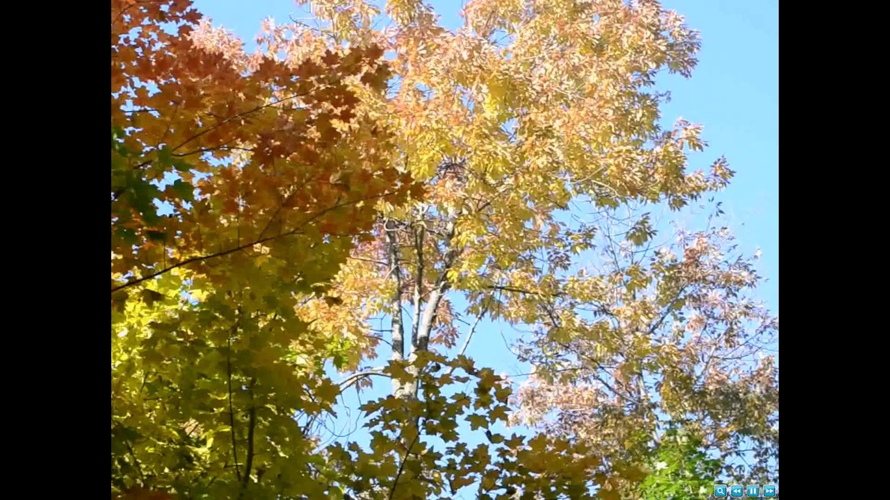 promenade en foret