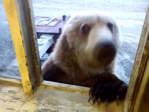Nourrir un ours par la fenêtre! Vive la Russie!