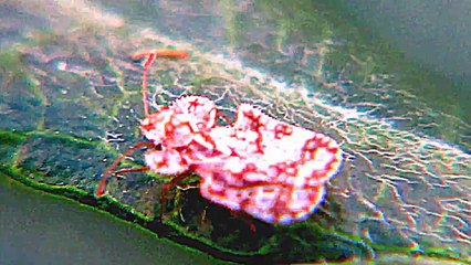 NO MAN WILL EVER SEE THIS BUG EVER  UNSEEN BUG