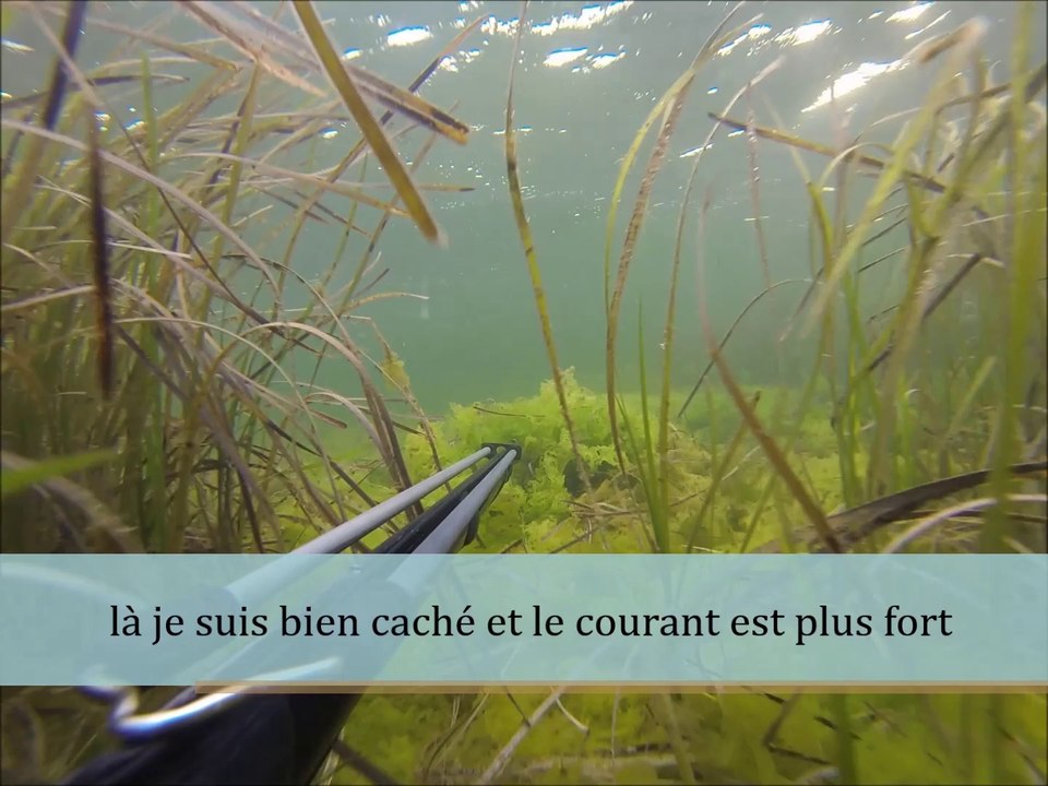 chasse sous marine en étang fin septembre 2014 à la recherche de quelques loup.