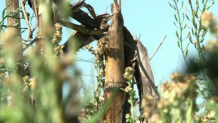 Preocupación por precio de soja en Argentina