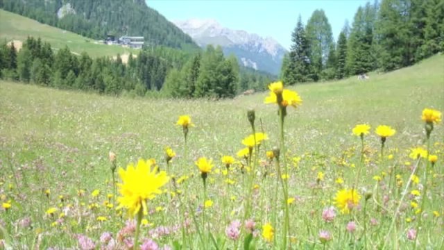Stelutis Alpinis - Coro Martinella (Low)