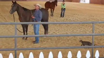 Bu kedi tam bir Canavar !