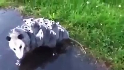 12 Yavrusunu Sırtında Gezdiren Hayvan