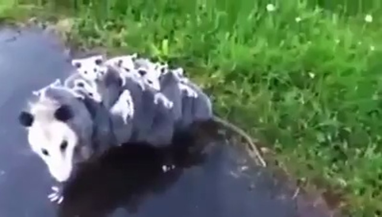 12 Yavrusunu Sırtında Gezdiren Hayvan