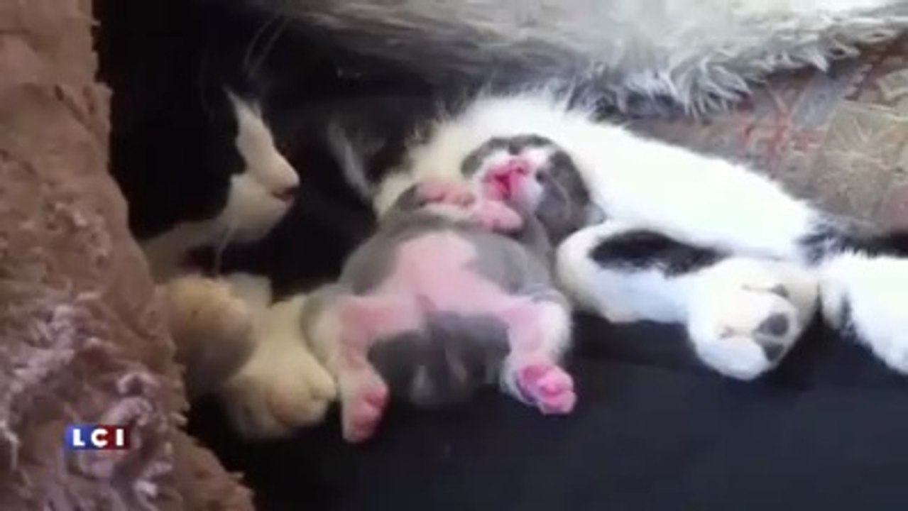 Seçmece Komik Videolar