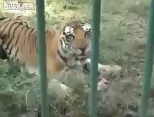 Sambungan video remaja dibaham harimau putih di india