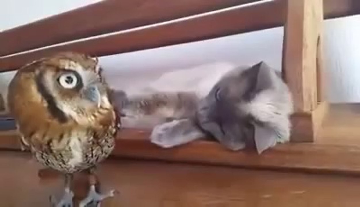 Cat plays with his friend