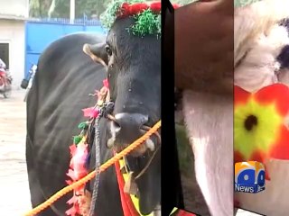 Gujranwala Cattle Market-28 Sept 2014