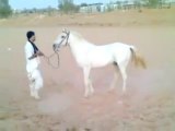 Riding horses(arabian riding)commentary