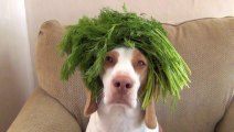 100 Fruits & Vegetables on Dog's Head in 100 Seconds_ Cute Dog Maymo