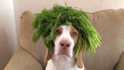 100 Fruits & Vegetables on Dog's Head in 100 Seconds_ Cute Dog Maymo