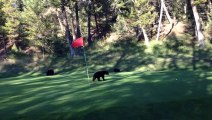 Baby Bear Circus Act on Golf Course - At Fairmont Hot Springs Resort, BC