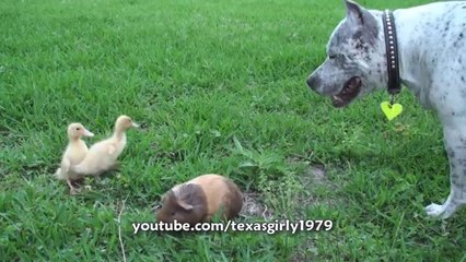 A Pit Bull And A Rooster - Who Will Win