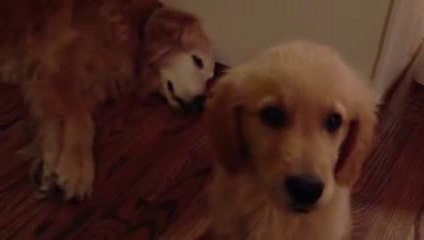 Puppy Golden Retriever Comforts Older Dog During Nightmare