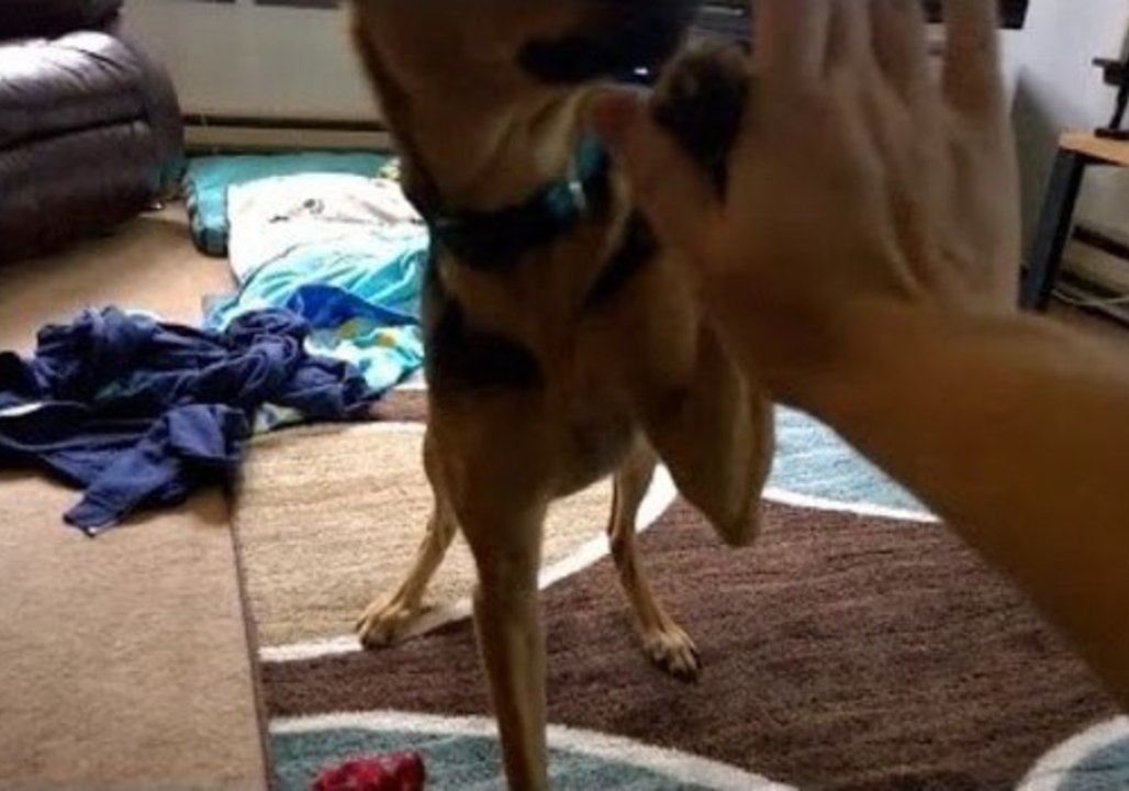 Zoe the Puppy Gives a Happy High Five