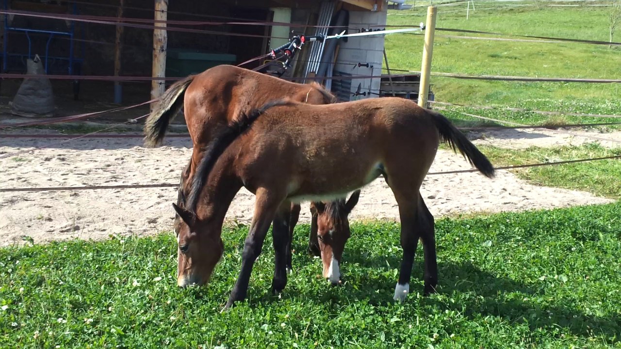 Et Tic... Et Tac, les poulains trotteurs jumeaux